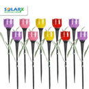 10 יח' טוליפ סולארי