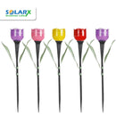 5 יח' טוליפ סולארי